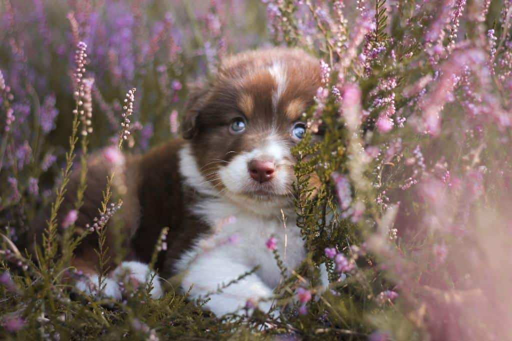 stérilisation précoce chiot