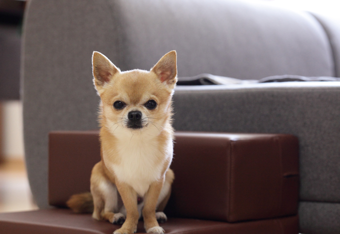 Le Taco Bell Chihuahua était en fait un chien de sauvetage nommé Gidget.