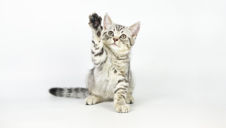 Les pattes de votre chat sont de couleur coordonnée