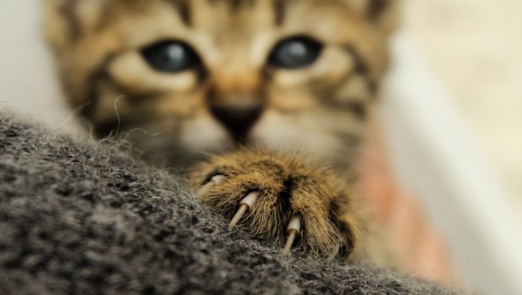 Vos pattes de chat agissent comme des gaines protectrices