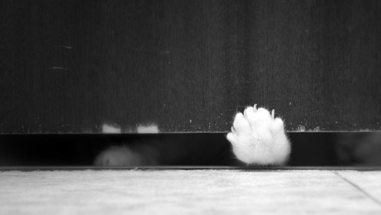 Les pattes de votre chat sentent mauvais