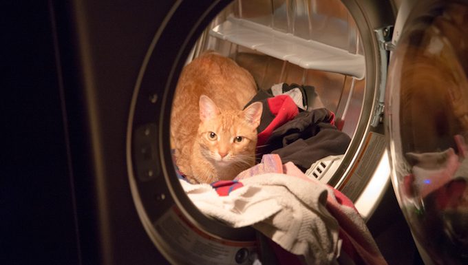 Ne verrouillez pas votre chat à l'intérieur des appareils!