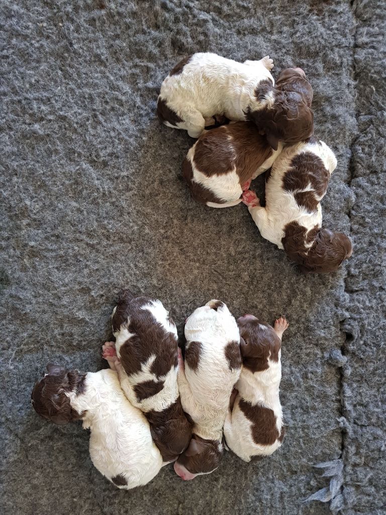 chiot lagotto suisse