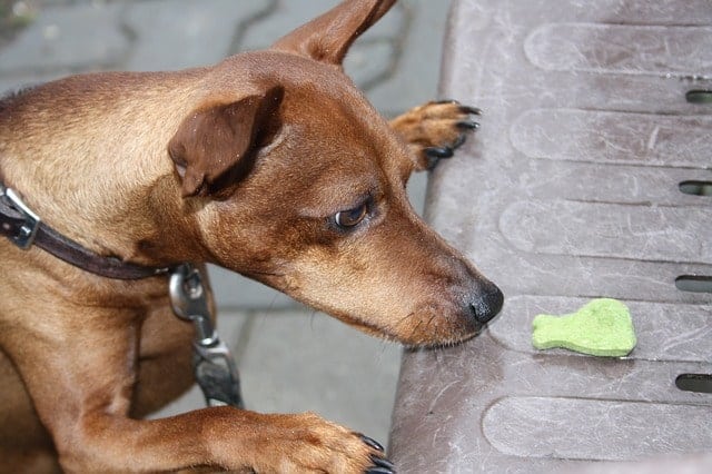 Un chien qui joue au jeu Find the Treat trouve la friandise que son propriétaire cachait 