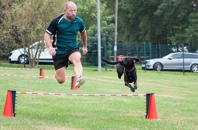 Chien et propriétaire faisant des sauts par-dessus une poutre alors qu'ils traversent un parcours d'obstacles