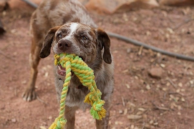 Chien avec une corde jouet dans sa bouche jouant au tir à la corde