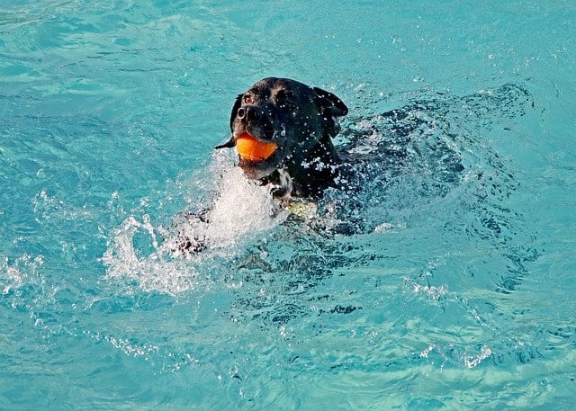 Chien dans la piscine chercher une balle