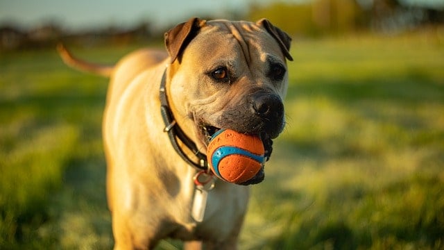 Chien avec une balle dans sa bouche jouant à un jeu de récupération
