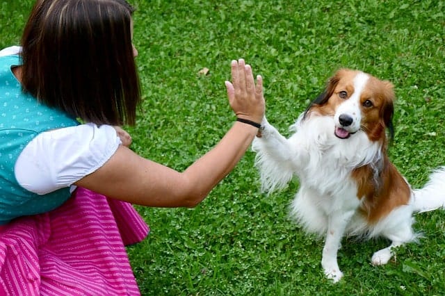Chien donnant à son propriétaire un high five dans le cadre de leur formation de tours