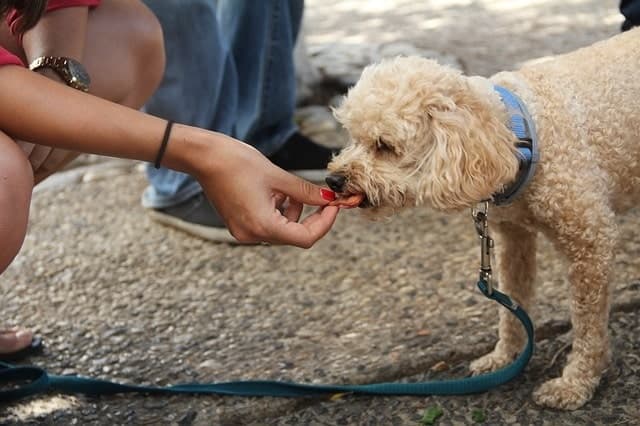 Chien se gâter en marchant en laisse