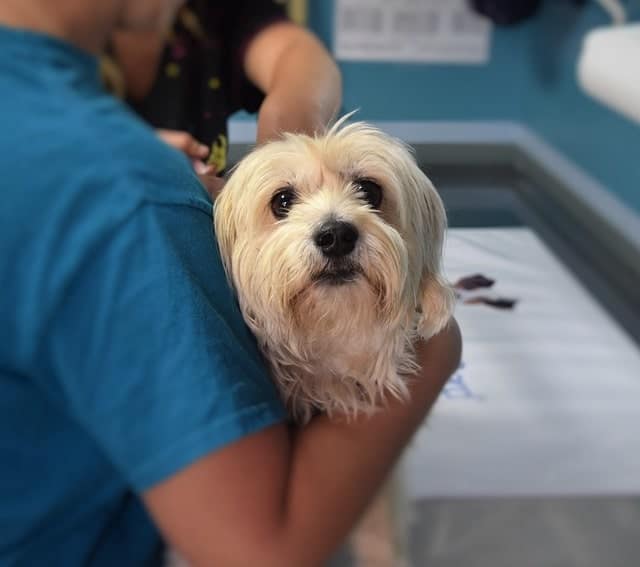 Chien au cabinet du vétérinaire