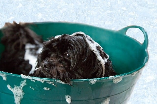 Chien se baigner dans une petite baignoire