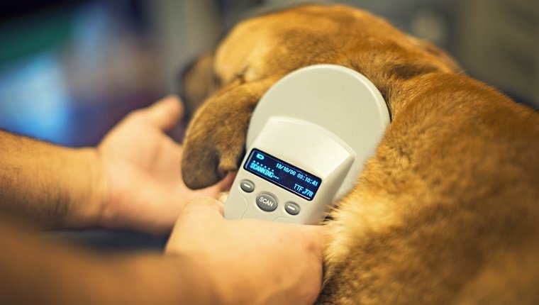 Microchip votre chien