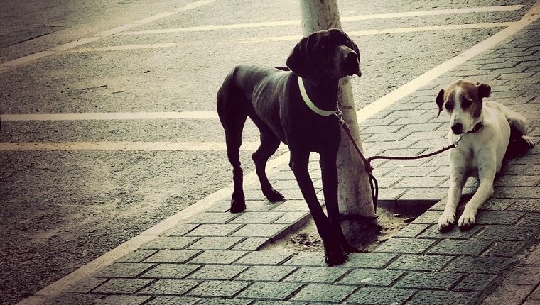 Ne laissez pas votre chiot dehors sans surveillance