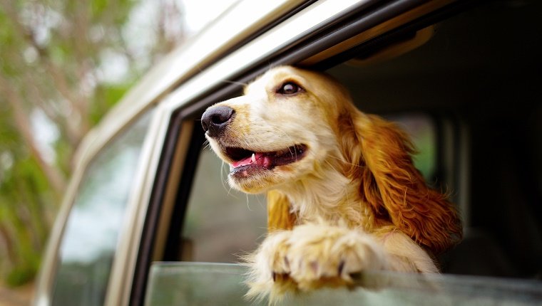 Ne laissez pas votre chien dans la voiture