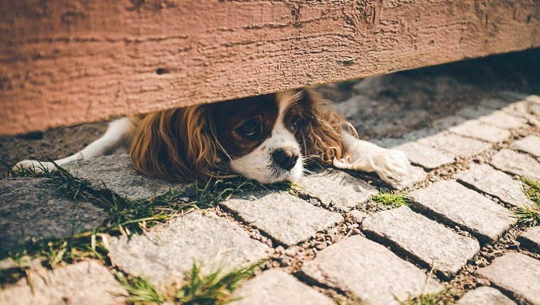 Une clôture aide, mais ce n'est pas parfait