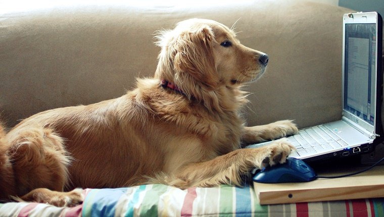 Adoptez, n'achetez pas, surtout grâce aux publicités en ligne