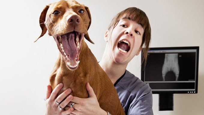 Gardez ces Chompers en bonne santé
