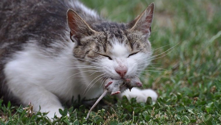 Animaux sauvages