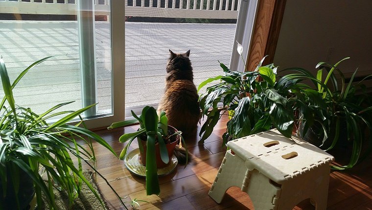 Plantes d'intérieur et fleurs