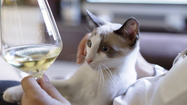 Aliments et boissons humains