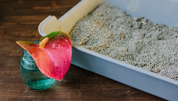 Produits chimiques liquides, comme les bâtons lumineux ou le pot-pourri liquide
