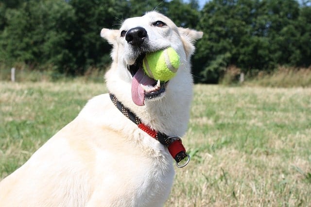 Chien pratiquant aller chercher avec une balle de tennis dans sa bouche