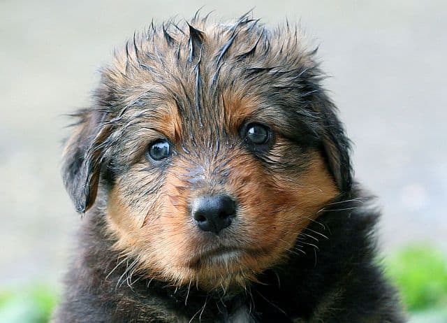 Séchage à l'air humide chiot après un bain