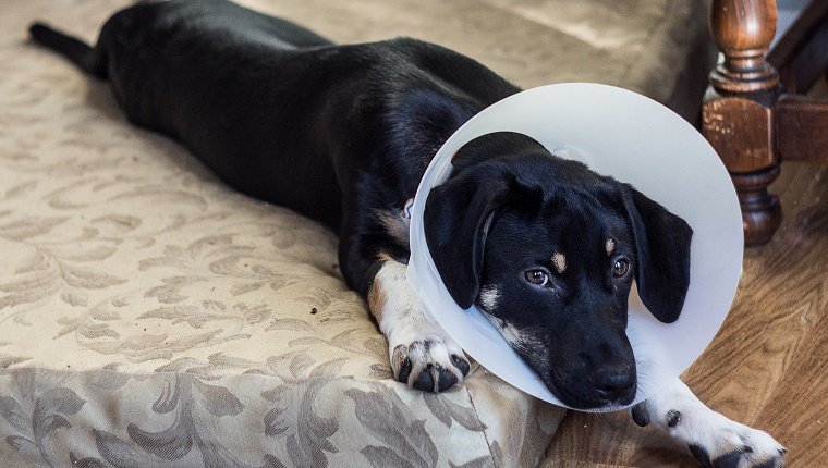 Faites stériliser ou stériliser votre chien