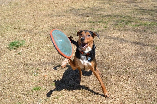 Chien jouant chercher dans le parc avec un frisbee sans danger pour les chiens