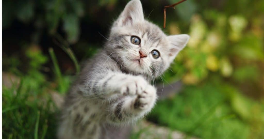 Adopter Chaton Starnimo