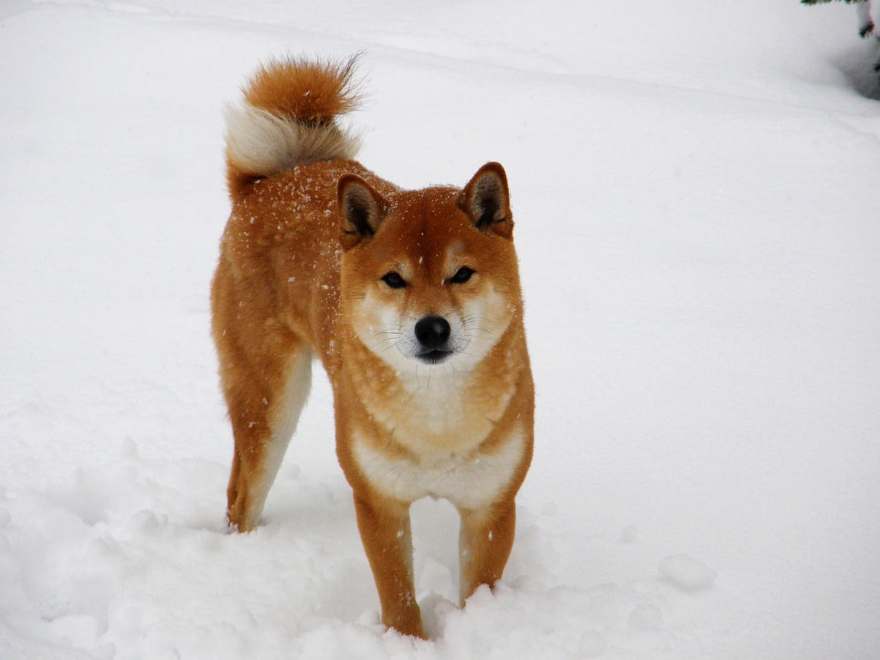 assurance chien categorie 2