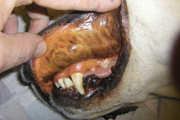 assurance pour chien