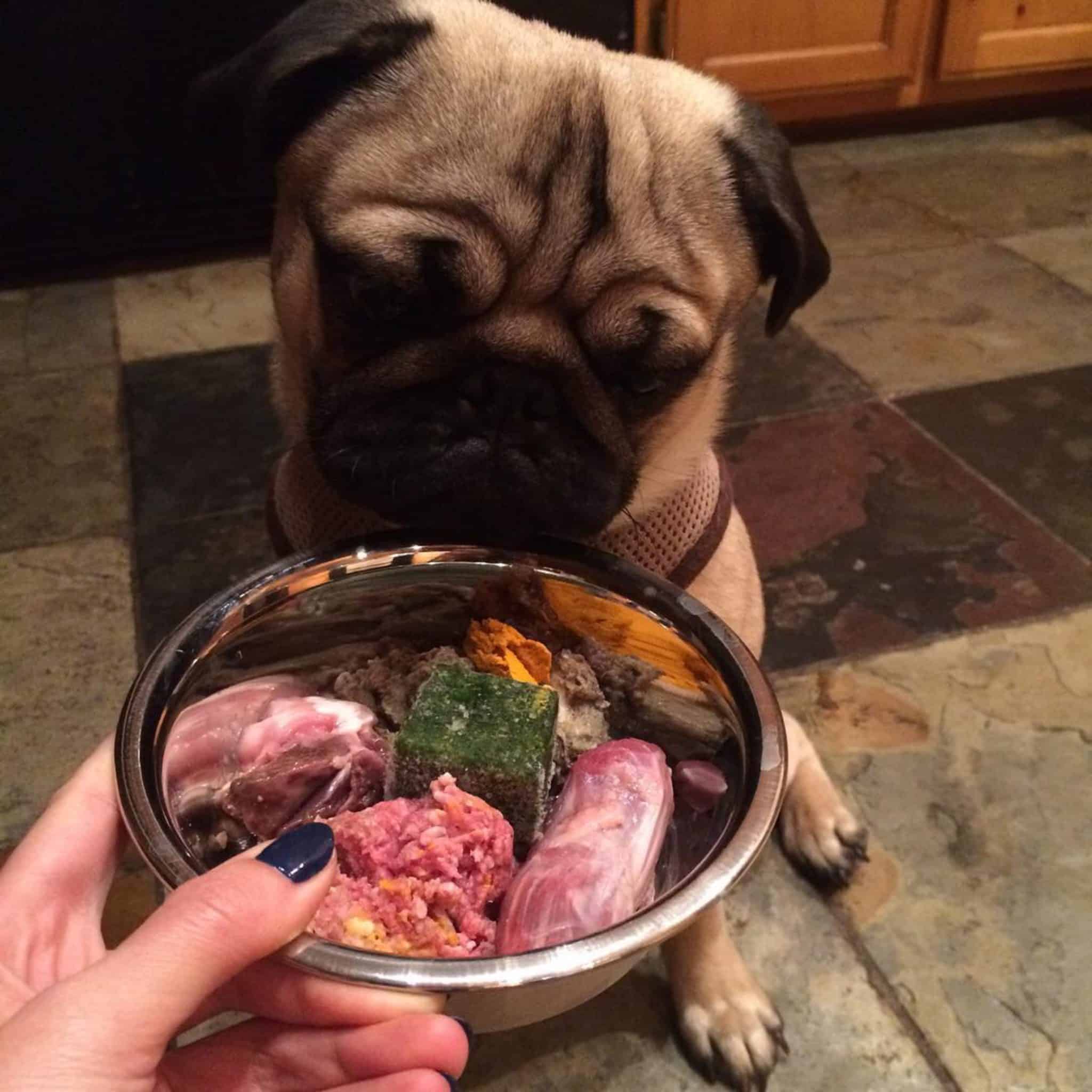 barf chien