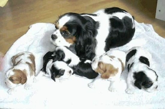 bon coin chiens