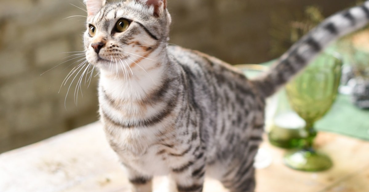 chat savannah prix