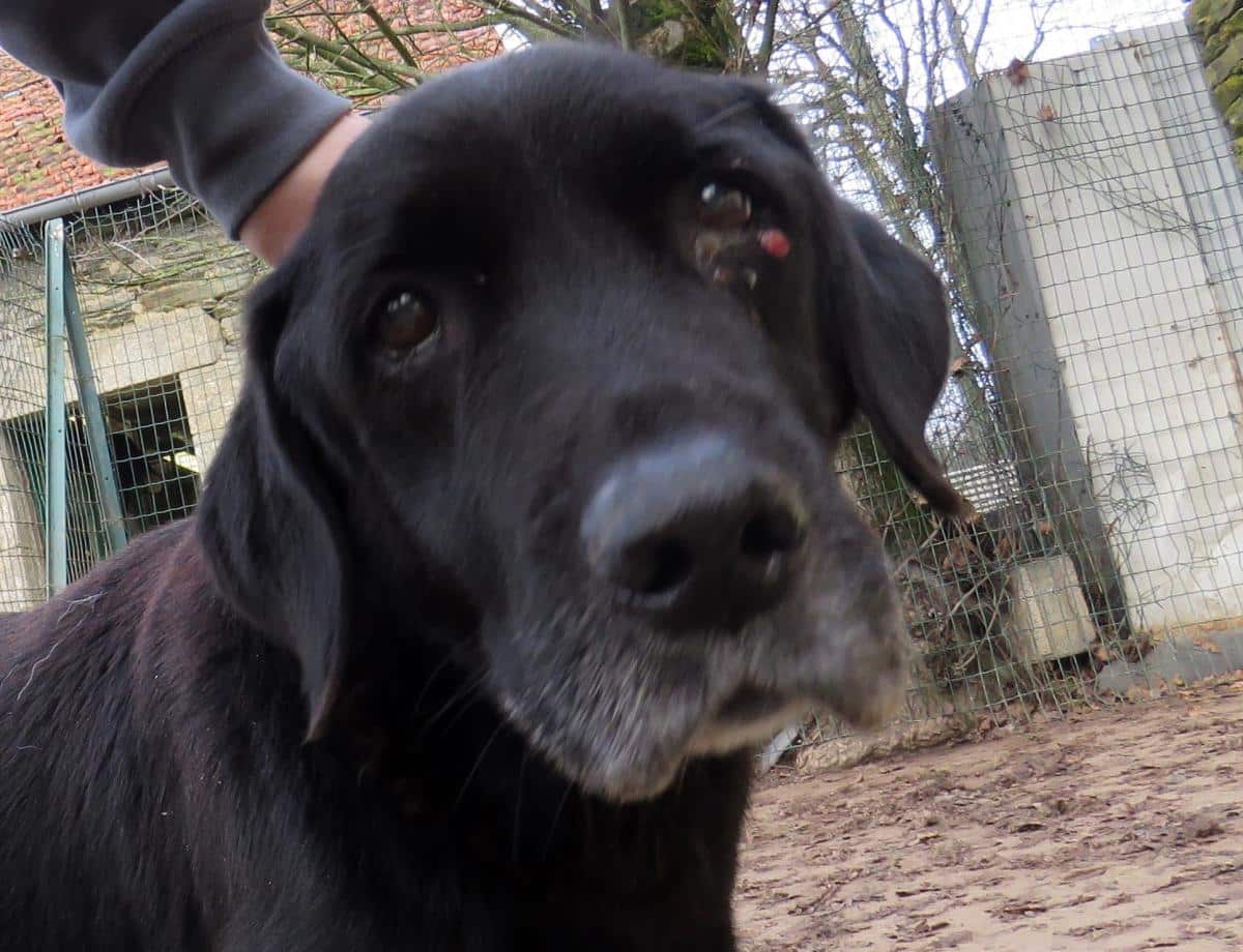 chien a adopter