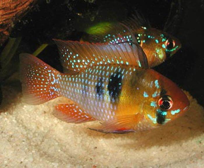 cichlidés nains