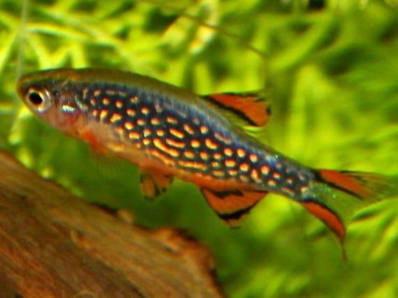 danio rasboras