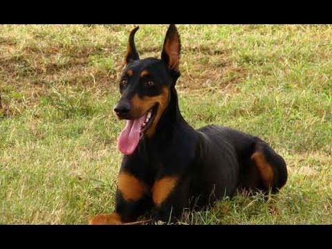 garde chien