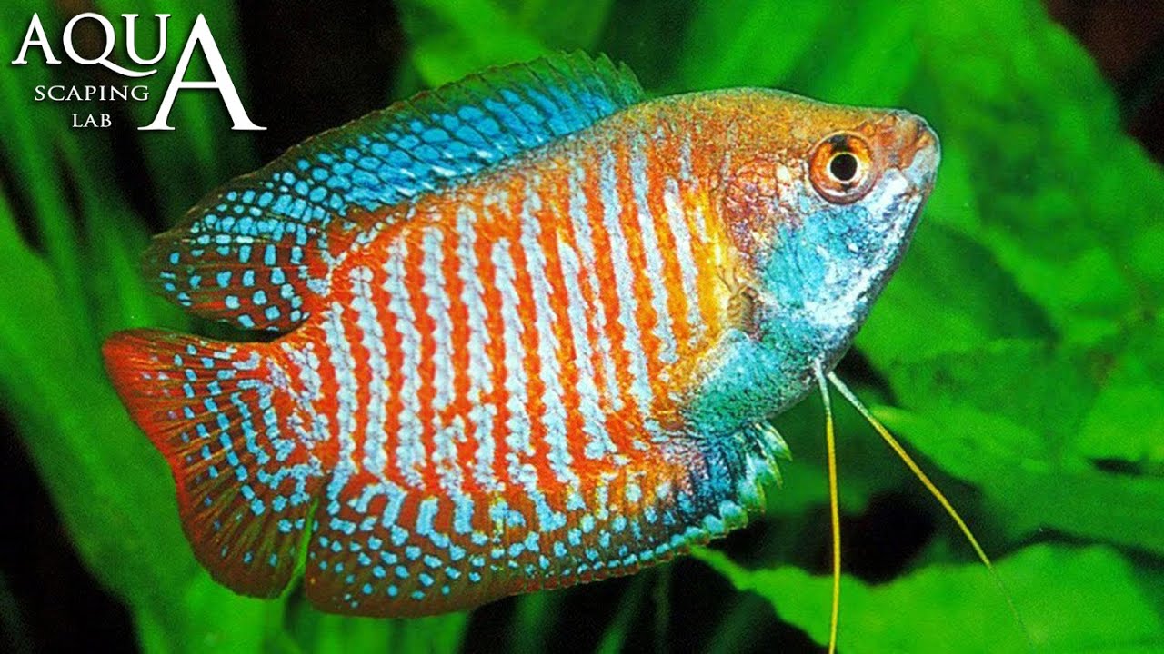 gourami et colisa
