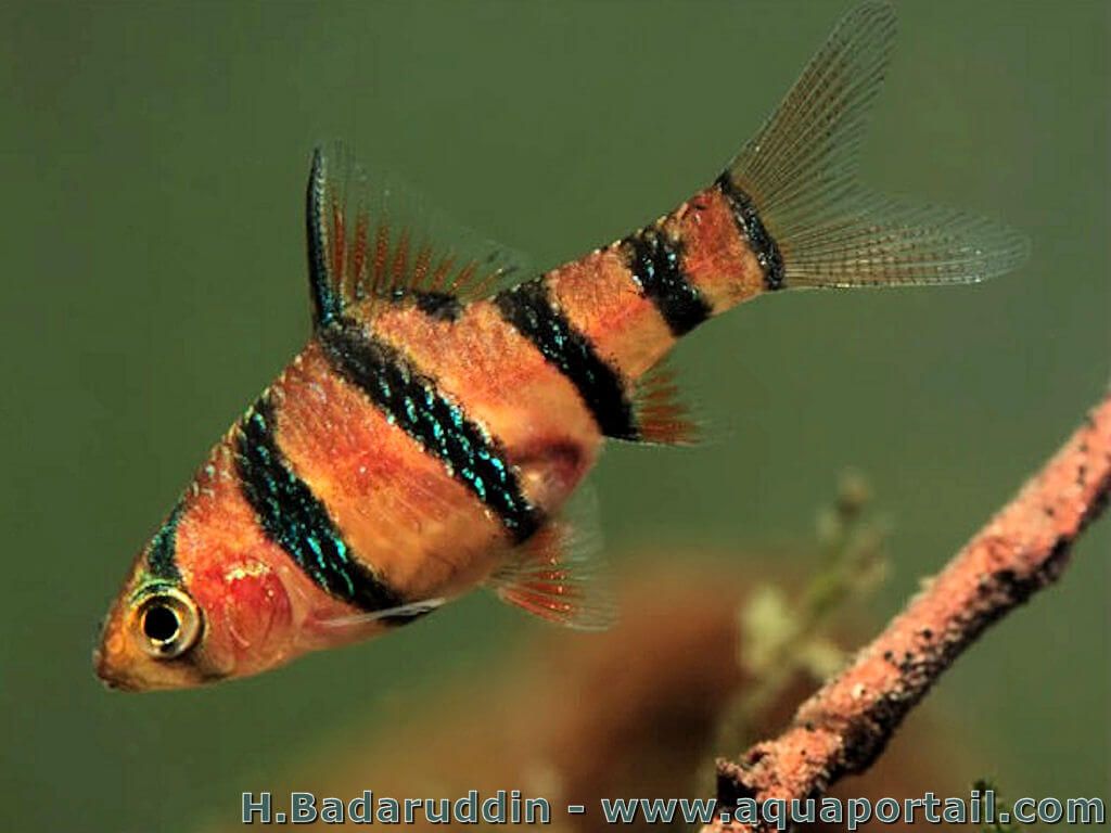 poisson barbus