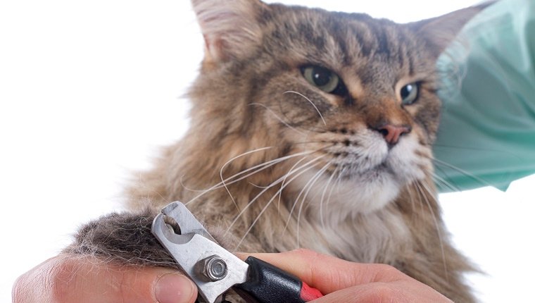 Équipement de toilettage terne