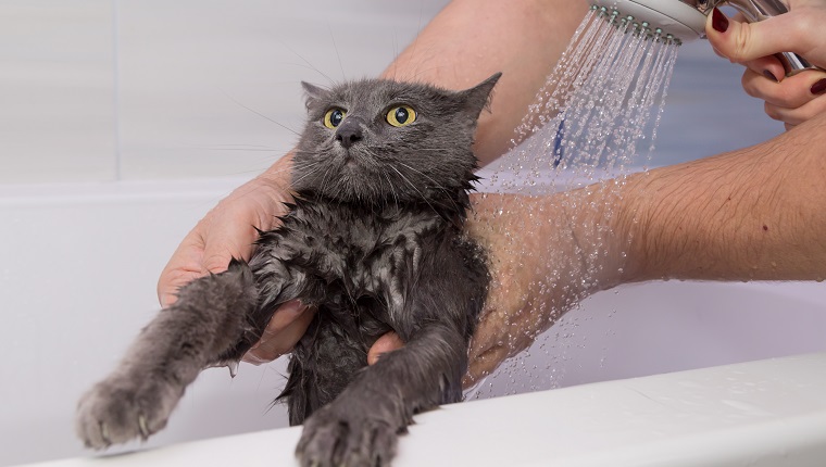 Embrassez l'heure du bain