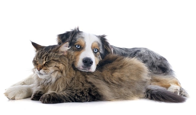 Chat et chien faisant la sieste ensemble