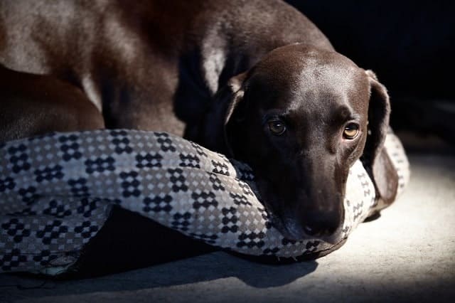 Chien plus âgé se détendre sur un lit pour chien