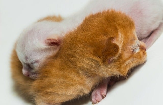 Chatons nouveau-nés blottis ensemble