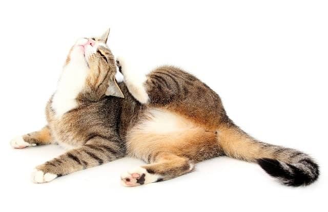 Démangeaisons du chat dues aux allergies