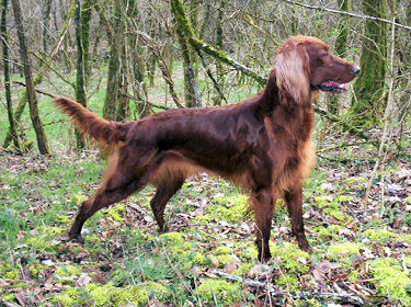 advantix chien