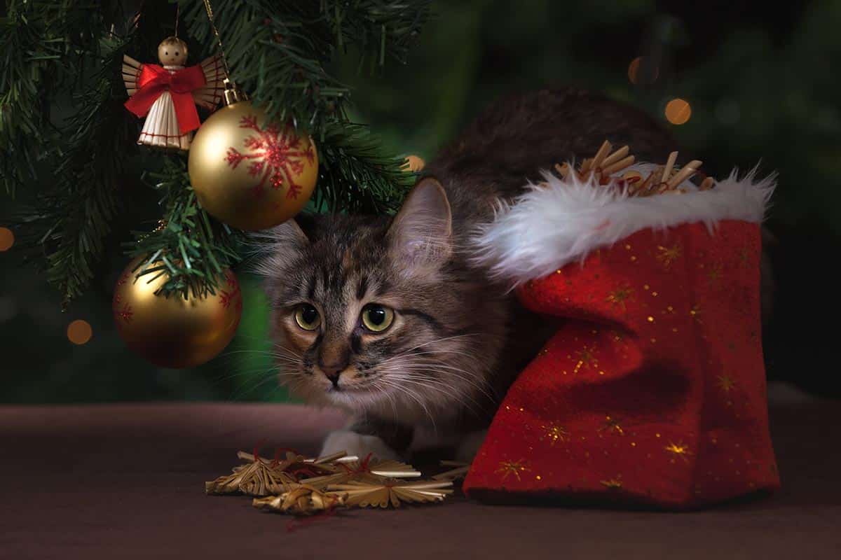 Noël autrement : des solutions clés pour le bonheur de vos animaux